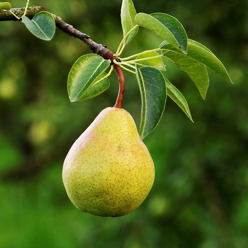pears pears