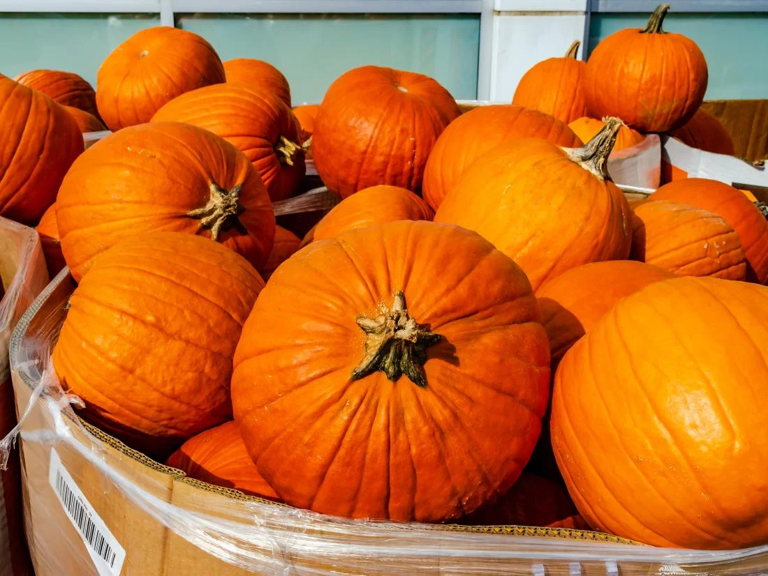 a-bunch-of-pumpkins-in-a-box a-bunch-of-pumpkins-in-a-box