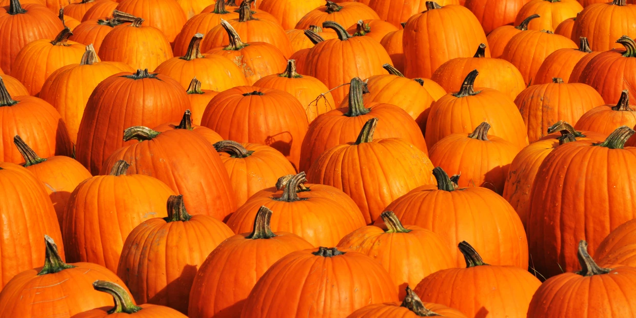 pumpkin-shortage-te-main-211022 pumpkin-shortage-te-main-211022