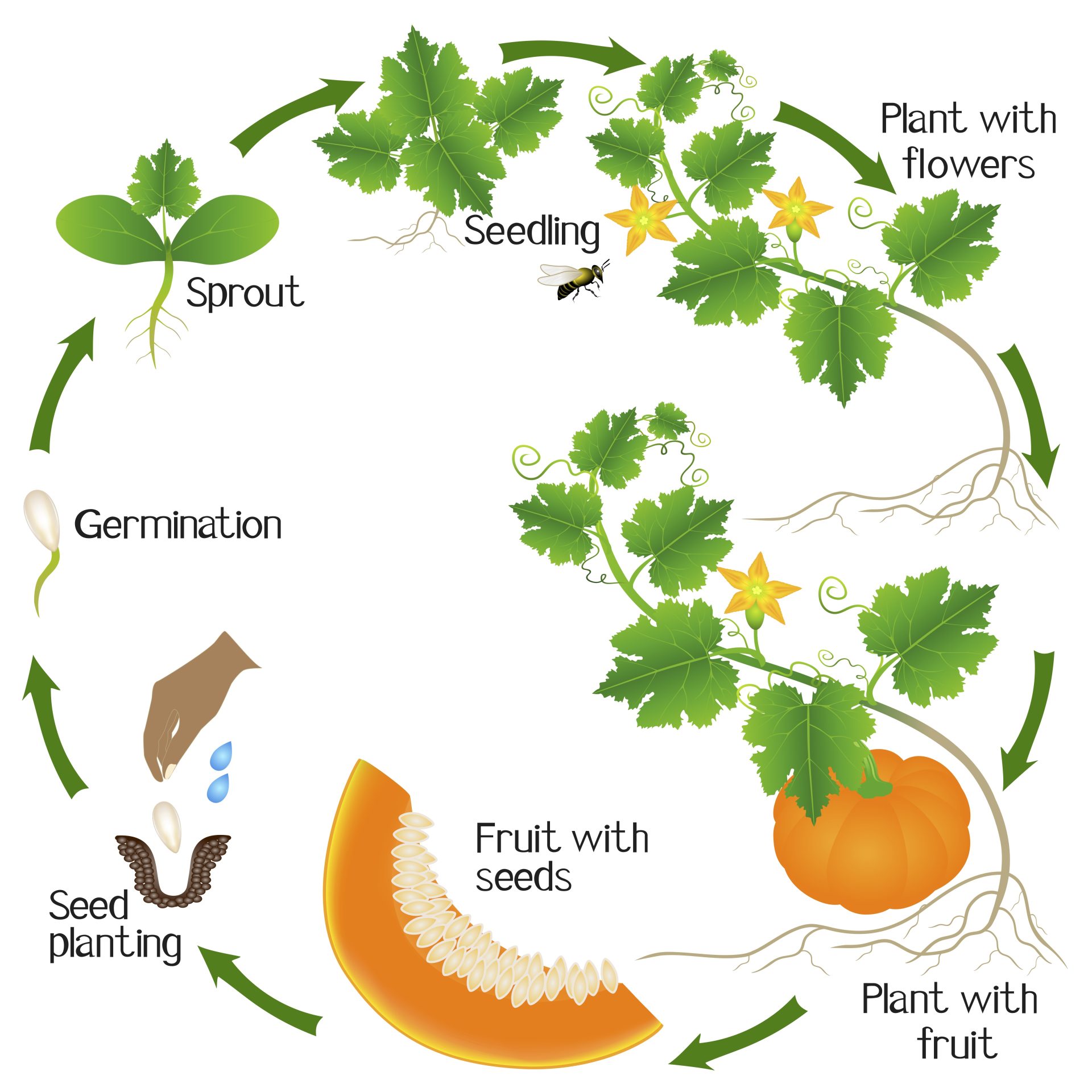 pumpkinlifecycle